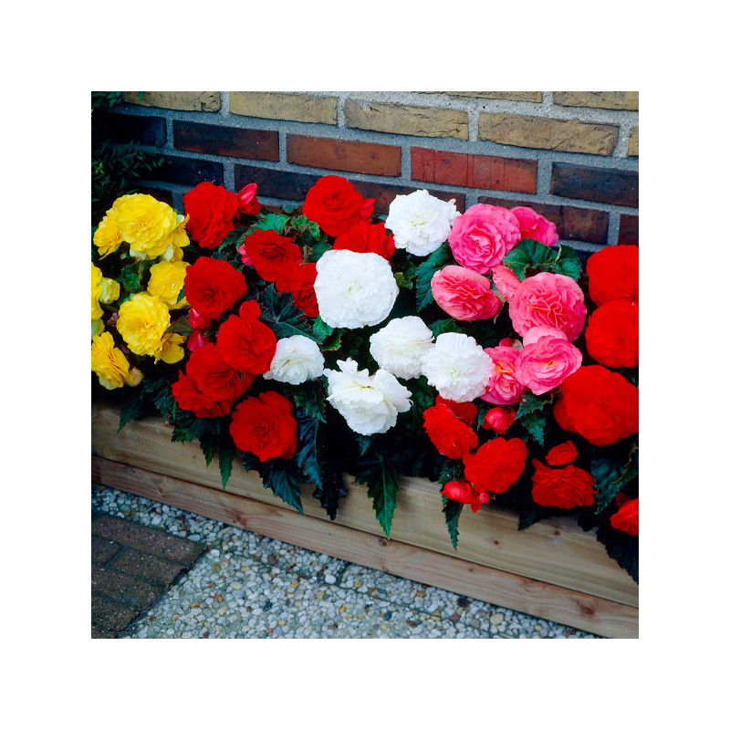 Begonia 1000 Semillas tuberhybrida Nonstop Mocca Mix PLT Flor Maceta 160.169492 Begonia 1000 Semillas tuberhybrida Nonstop Mocc Begonia 1000 Semillas tuberhybrida Nonstop Mocca Mix PLT Flor Maceta 160.169492 Begonia 1000 Semillas tuberhybrida Nonstop Mocc