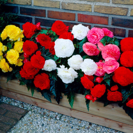  Begonia 1000 Semillas tuberhybrida Nonstop Mocca Mix PLT Flor Maceta 160.169492 Begonia 1000 Semillas tuberhybrida Nonstop Mocc