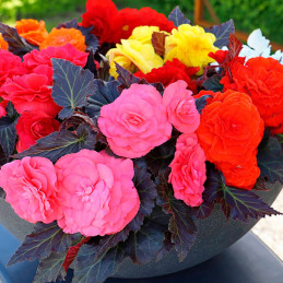  Begonia 1000 Semillas tuberhybrida Nonstop Mocca Mix PLT Flor Maceta 160.169492 Begonia 1000 Semillas tuberhybrida Nonstop Mocc