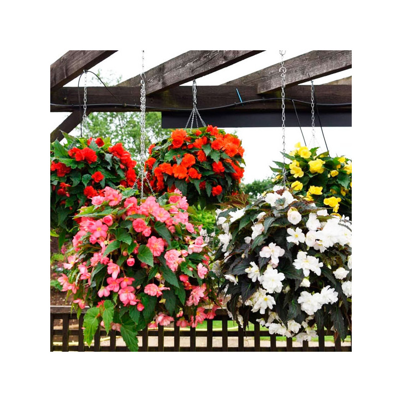  Begonia 500 Semillas tuberhybrida Nonstop Joy Mix F1 PLT Flor Maceta 160.169492 Begonia 500 Semillas tuberhybrida Nonstop Joy M