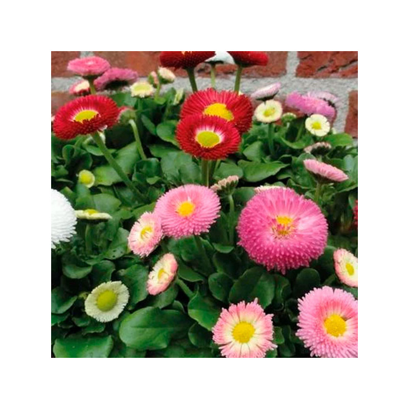 Bellis 1000 Semillas perennis Belladaisy Mix PLT Flor Maceta 108.474576 Bellis 1000 Semillas perennis Belladaisy Mix PLT Flor M Bellis 1000 Semillas perennis Belladaisy Mix PLT Flor Maceta 108.474576 Bellis 1000 Semillas perennis Belladaisy Mix PLT Flor M
