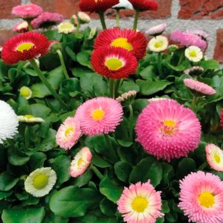  Bellis 1000 Semillas perennis Belladaisy Mix PLT Flor Maceta 108.474576 Bellis 1000 Semillas perennis Belladaisy Mix PLT Flor M