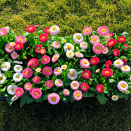  Bellis 1000 Semillas perennis Belladaisy Mix PLT Flor Maceta 108.474576 Bellis 1000 Semillas perennis Belladaisy Mix PLT Flor M