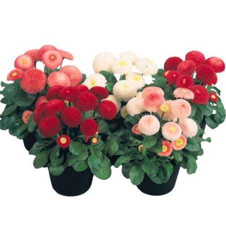  Bellis 1000 Semillas perennis Tasso Mix PLT Flor Maceta 72.033898 Bellis 1000 Semillas perennis Tasso Mix PLT Flor Maceta
Germi