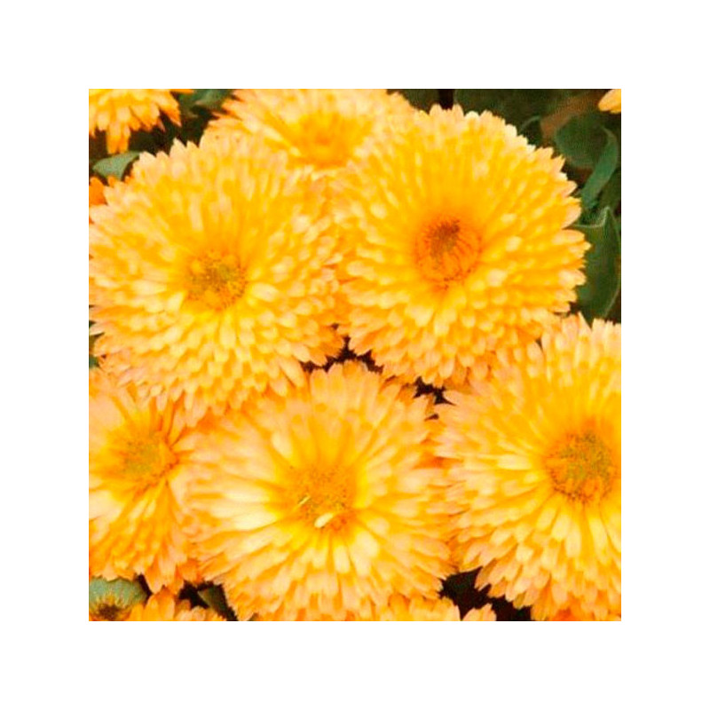 Calendula 1000 Semillas officinalis Bon Bon Apricot Flor Maceta 74.576271 Calendula 1000 Semillas officinalis Bon Bon Apricot F Calendula 1000 Semillas officinalis Bon Bon Apricot Flor Maceta 74.576271 Calendula 1000 Semillas officinalis Bon Bon Apricot F