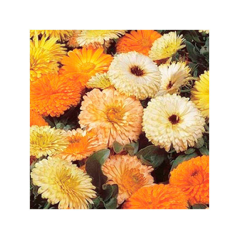 Calendula 1000 Semillas officinalis Bon Bon Mix Flor Maceta 74.576271 Calendula 1000 Semillas officinalis Bon Bon Mix Flor Mace Calendula 1000 Semillas officinalis Bon Bon Mix Flor Maceta 74.576271 Calendula 1000 Semillas officinalis Bon Bon Mix Flor Mace