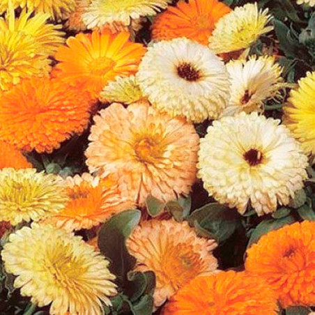  Calendula 1000 Semillas officinalis Bon Bon Mix Flor Maceta 74.576271 Calendula 1000 Semillas officinalis Bon Bon Mix Flor Mace