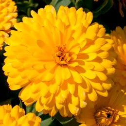 Calendula 5gr Semillas officinalis Fiesta Gitana Yellow Flor Maceta