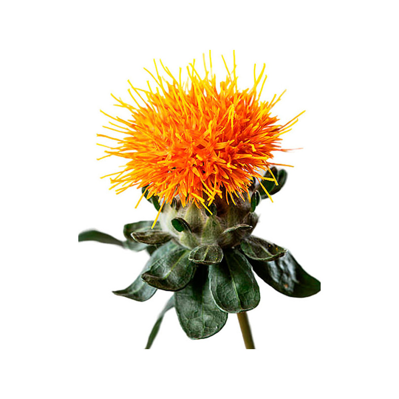  Cartamo 1000 Semillas Carthamus tinctorius Grenade Orange Flor Corte 68.644068 Cartamo 1000 Semillas Carthamus tinctorius Grena