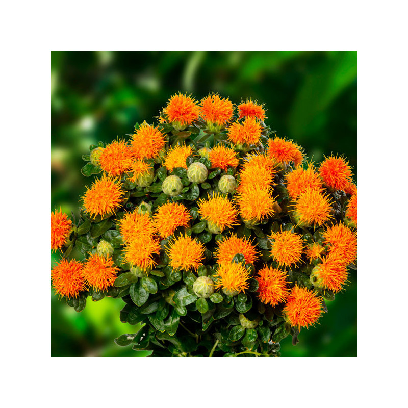 Cartamo 1000 Semillas Carthamus tinctorius Tinc Zanzibar Flor Corte 65.254237 Cartamo 1000 Semillas Carthamus tinctorius Tinc Z Cartamo 1000 Semillas Carthamus tinctorius Tinc Zanzibar Flor Corte 65.254237 Cartamo 1000 Semillas Carthamus tinctorius Tinc Z