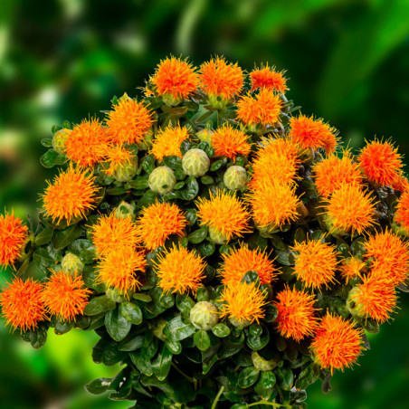  Cartamo 1000 Semillas Carthamus tinctorius Tinc Zanzibar Flor Corte 65.254237 Cartamo 1000 Semillas Carthamus tinctorius Tinc Z