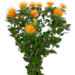  Cartamo 1000 Semillas Carthamus tinctorius Tinc Zanzibar Flor Corte 65.254237 Cartamo 1000 Semillas Carthamus tinctorius Tinc Z