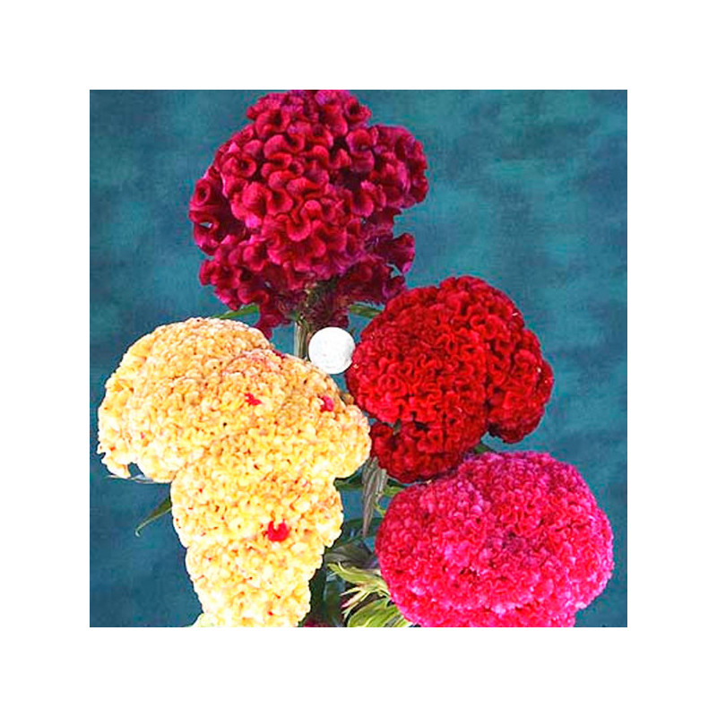  Celosia Cresta de Gallo 1000 Semillas argentea cristata Kurume Mix Flor Corte 68.644068 Celosia Cresta de Gallo 1000 Semillas a
