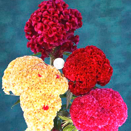  Celosia Cresta de Gallo 1000 Semillas argentea cristata Kurume Mix Flor Corte 68.644068 Celosia Cresta de Gallo 1000 Semillas a