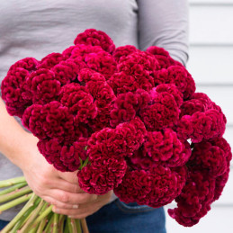  Celosia Cresta de Gallo 1000 Semillas argentea cristata Cramers Burgundy Flor Corte 68.644068 Celosia Cresta de Gallo 1000 Semi