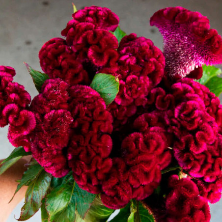  Celosia Cresta de Gallo 1000 Semillas argentea cristata Cramers Burgundy Flor Corte 68.644068 Celosia Cresta de Gallo 1000 Semi
