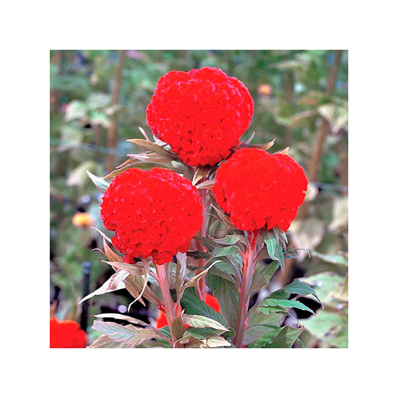 Celosia Cresta de Gallo 1000 Semillas argentea cristata Kurume Orange Red Flor Corte 68.644068 Celosia Cresta de Gallo 1000 Sem Celosia Cresta de Gallo 1000 Semillas argentea cristata Kurume Orange Red Flor Corte 68.644068 Celosia Cresta de Gallo 1000 Sem