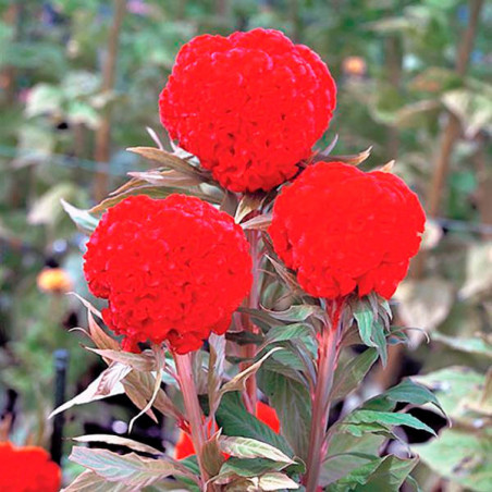  Celosia Cresta de Gallo 1000 Semillas argentea cristata Kurume Orange Red Flor Corte 68.644068 Celosia Cresta de Gallo 1000 Sem