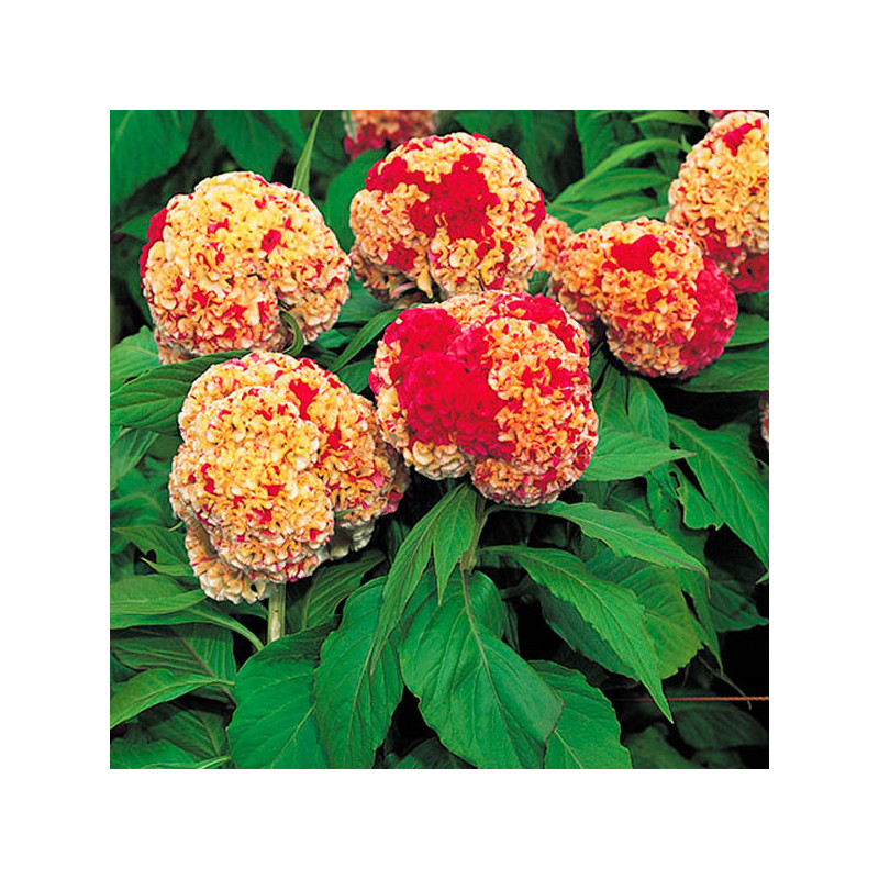 Celosia Cresta de Gallo 1000 Semillas argentea cristata Kurume Corona Flor Corte 68.644068 Celosia Cresta de Gallo 1000 Semilla Celosia Cresta de Gallo 1000 Semillas argentea cristata Kurume Corona Flor Corte 68.644068 Celosia Cresta de Gallo 1000 Semilla