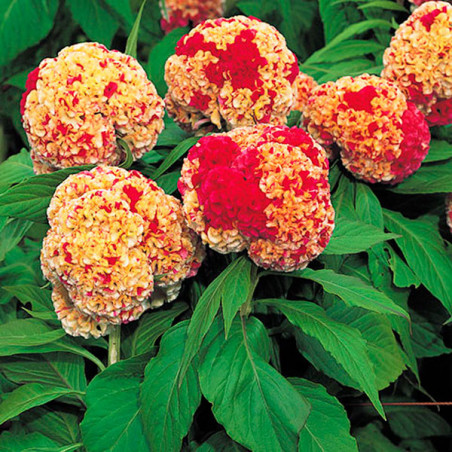  Celosia Cresta de Gallo 1000 Semillas argentea cristata Kurume Corona Flor Corte 68.644068 Celosia Cresta de Gallo 1000 Semilla