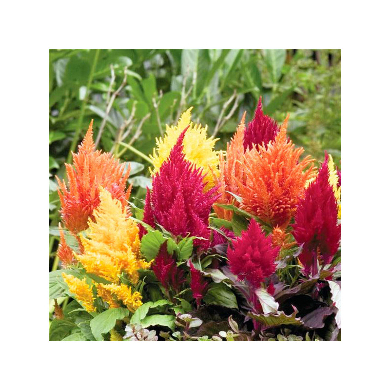 Celosia 1000 Semillas plumosa- argentea Fashion Look Mix PLT Flor Maceta 74.576271 Celosia 1000 Semillas plumosa- argentea Fash Celosia 1000 Semillas plumosa- argentea Fashion Look Mix PLT Flor Maceta 74.576271 Celosia 1000 Semillas plumosa- argentea Fash
