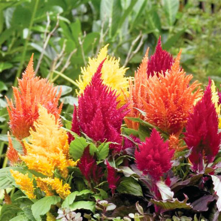  Celosia 1000 Semillas plumosa- argentea Fashion Look Mix PLT Flor Maceta 74.576271 Celosia 1000 Semillas plumosa- argentea Fash
