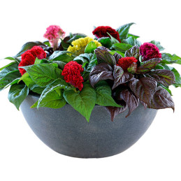  Celosia Cresta de Gallo 500 Semillas cristata Brainiac Mix Flor Corte 108.474576 Celosia Cresta de Gallo 500 Semillas cristata 