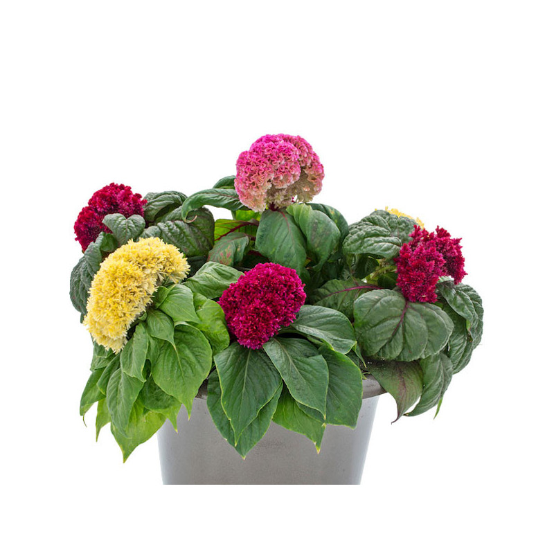  Celosia Cresta de Gallo 500 Semillas cristata Brainiac Mix Flor Corte 108.474576 Celosia Cresta de Gallo 500 Semillas cristata 