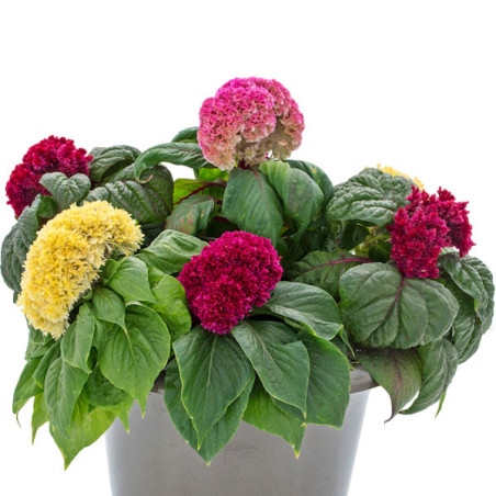  Celosia Cresta de Gallo 500 Semillas cristata Brainiac Mix Flor Corte 108.474576 Celosia Cresta de Gallo 500 Semillas cristata 