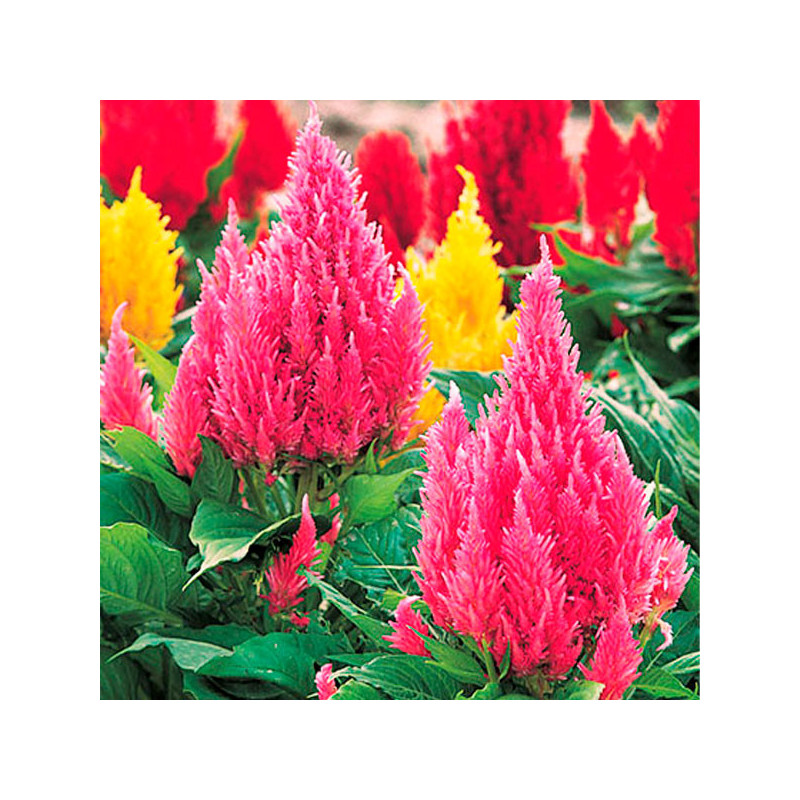 Celosia 1000 Semillas plumosa-argentea Castle Pink Flor Maceta 68.644068 Celosia 1000 Semillas plumosa-argentea Castle Pink Flo