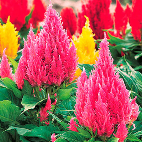  Celosia 1000 Semillas plumosa-argentea Castle Pink Flor Maceta 68.644068 Celosia 1000 Semillas plumosa-argentea Castle Pink Flo