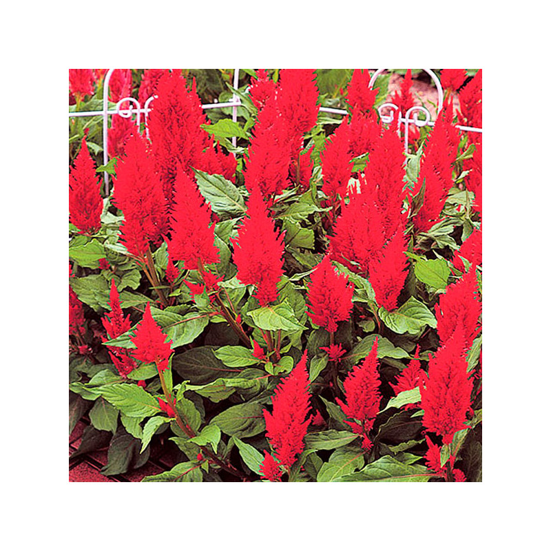 Celosia 1000 Semillas spicata Castle Scarlet Flor Maceta 68.644068 Celosia 1000 Semillas spicata Castle Scarlet Flor Maceta
Ger Celosia 1000 Semillas spicata Castle Scarlet Flor Maceta 68.644068 Celosia 1000 Semillas spicata Castle Scarlet Flor Maceta
Ger