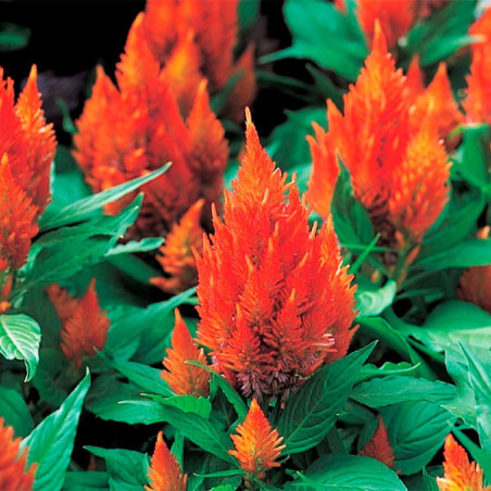  Celosia 1000 Semillas spicata Castle Orange Flor Maceta 68.644068 Celosia 1000 Semillas spicata Castle Orange Flor Maceta
Germi