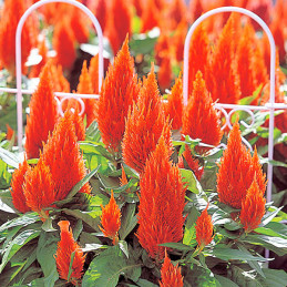  Celosia 1000 Semillas spicata Castle Orange Flor Maceta 68.644068 Celosia 1000 Semillas spicata Castle Orange Flor Maceta
Germi