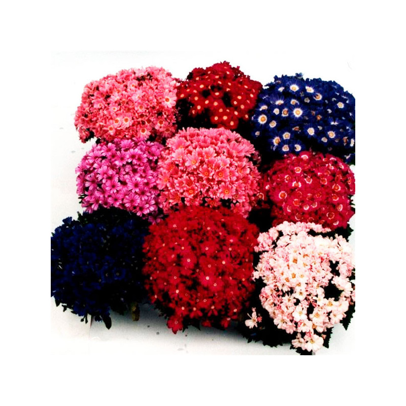  Cineraria 500 Semillas Senecio cruentus Pericallis cruenta Angel Mix Flor Maceta 137.288136 Cineraria 500 Semillas Senecio crue