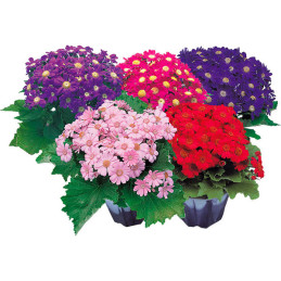  Cineraria 1000 Semillas Senecio cruentus Pericallis cruenta Early Perfection Mix Flor Maceta 194.915254 Cineraria 1000 Semillas