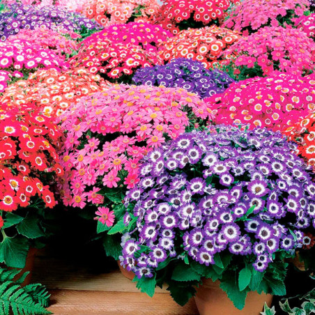 Cineraria 1000 Semillas Senecio cruentus Pericallis cruenta Early Perfection Mix Flor Maceta 194.915254 Cineraria 1000 Semillas