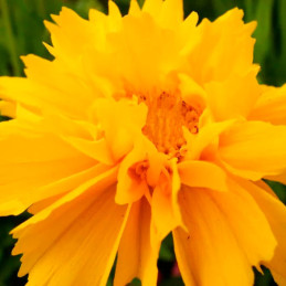  Coreopsis 1000 Semillas grandiflora Early Sunrise RPM Flor Maceta Jardin 85.59322 Coreopsis 1000 Semillas grandiflora Early Sun