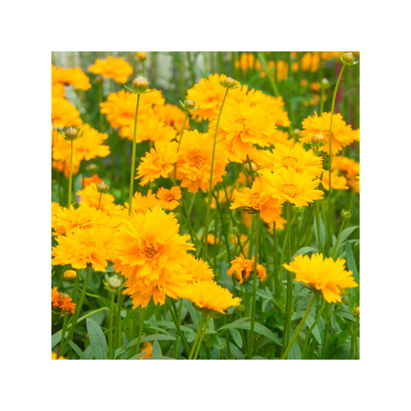  Coreopsis 1000 Semillas grandiflora Early Sunrise RPM Flor Maceta Jardin 85.59322 Coreopsis 1000 Semillas grandiflora Early Sun