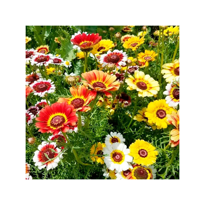  Margarita 1gr Semillas Chrysanthemum Carinatum Simp Mix Flor Maceta Jardin 51.694915 Margarita 1gr Semillas Chrysanthemum Carin