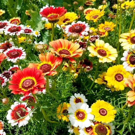  Margarita 1gr Semillas Chrysanthemum Carinatum Simp Mix Flor Maceta Jardin 51.694915 Margarita 1gr Semillas Chrysanthemum Carin