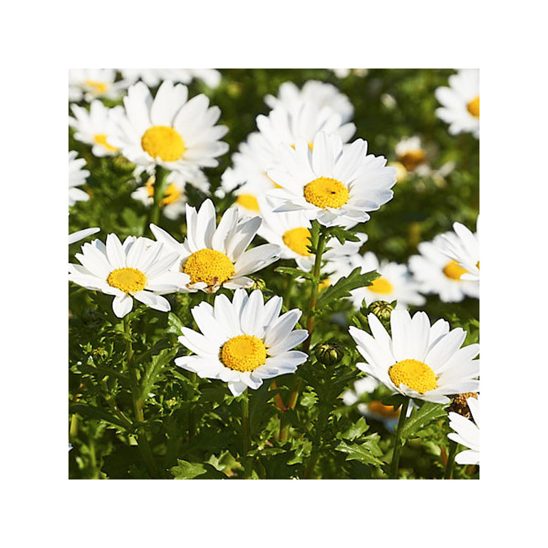  Margarita 1000 Semillas Chrysanthemum Paludosum Snowland Flor Maceta Jardin 62.711864 Margarita 1000 Semillas Chrysanthemum Pal