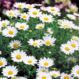  Margarita 1000 Semillas Chrysanthemum Paludosum Snowland Flor Maceta Jardin 62.711864 Margarita 1000 Semillas Chrysanthemum Pal