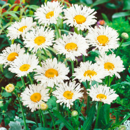 Margarita 1000 Semilla Leucanthemum Chrysanthemum Superbum Crazy Daisy Flor Corte