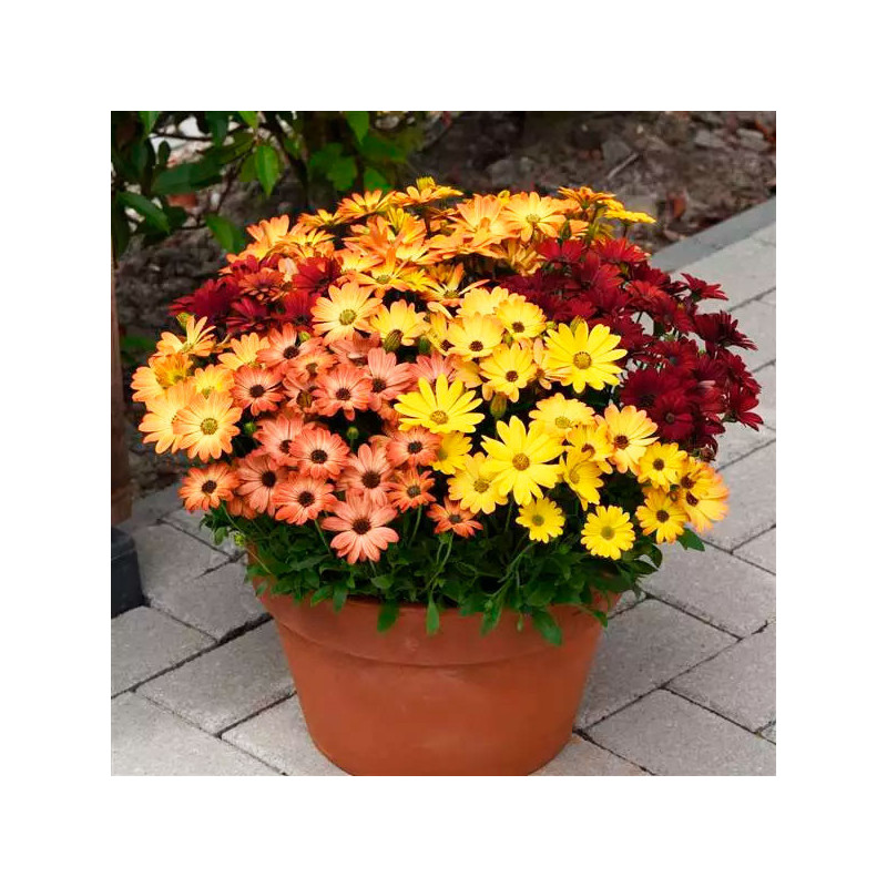  Margarita 100 Semillas Osteospermum ecklonis Akila Sunset Shade Flor Maceta 108.474576 Margarita 100 Semillas Osteospermum eckl