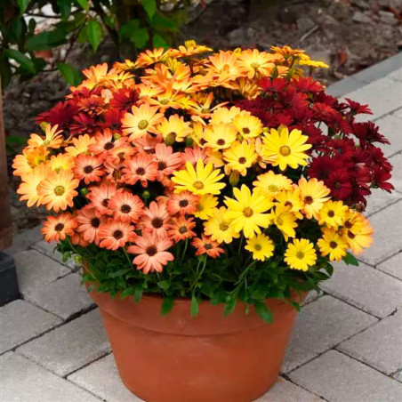  Margarita 100 Semillas Osteospermum ecklonis Akila Sunset Shade Flor Maceta 108.474576 Margarita 100 Semillas Osteospermum eckl