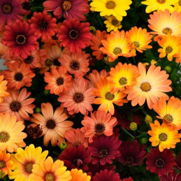  Margarita 100 Semillas Osteospermum ecklonis Akila Sunset Shade Flor Maceta 108.474576 Margarita 100 Semillas Osteospermum eckl
