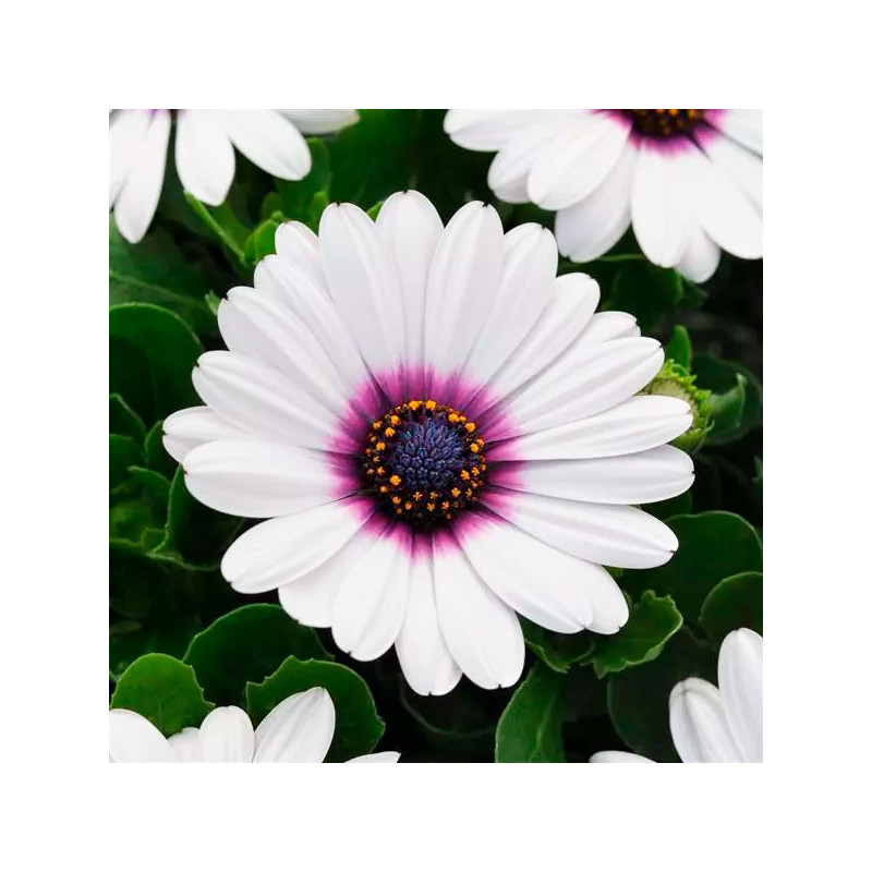 Margarita 100 Semillas Osteospermum ecklonis Akila White Purple Eye Flor Maceta 108.474576 Margarita 100 Semillas Osteospermum Margarita 100 Semillas Osteospermum ecklonis Akila White Purple Eye Flor Maceta 108.474576 Margarita 100 Semillas Osteospermum