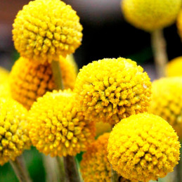  Craspedia 1000 Semillas globosa Drumstick Flor Corte 71.186441 Craspedia 1000 Semillas globosa Drumstick Flor Corte
Germinación