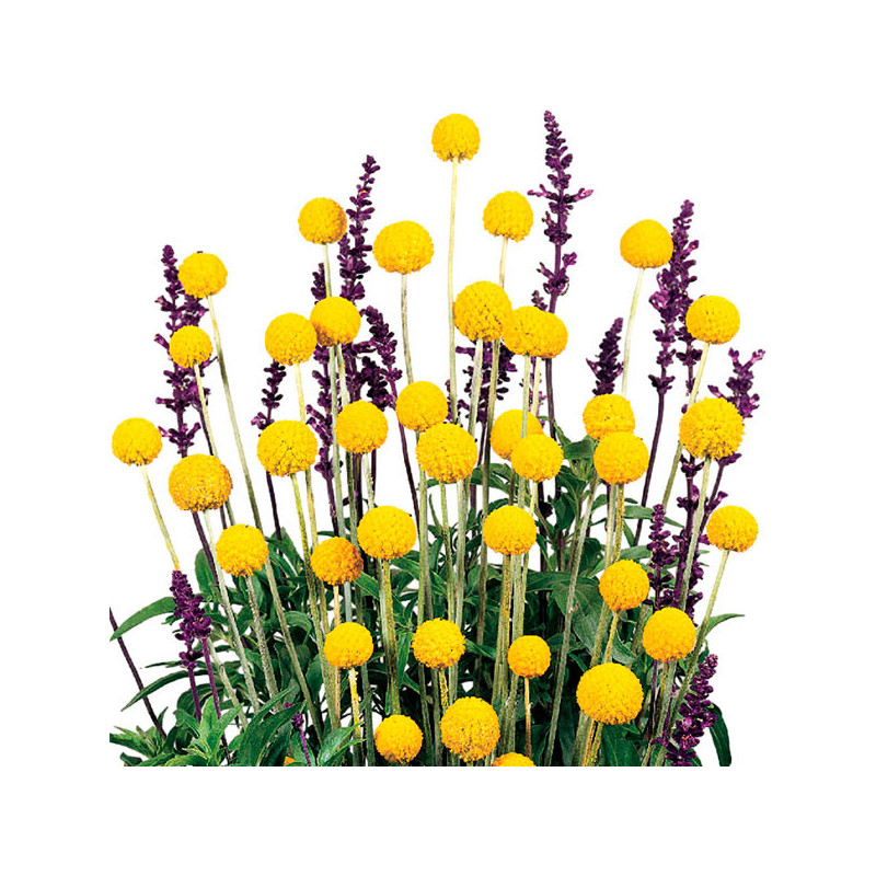  Craspedia 1000 Semillas globosa Drumstick Flor Corte 71.186441 Craspedia 1000 Semillas globosa Drumstick Flor Corte
Germinación